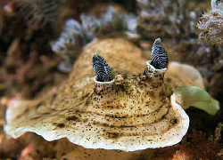 Aphelodoris varia, Bare Island by Doug Anderson 